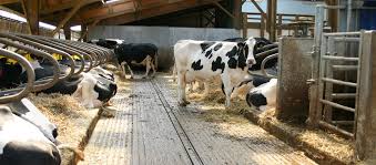 Management Strategies for Repeat-Breeder Cows: A Practical Guide  Introduction
